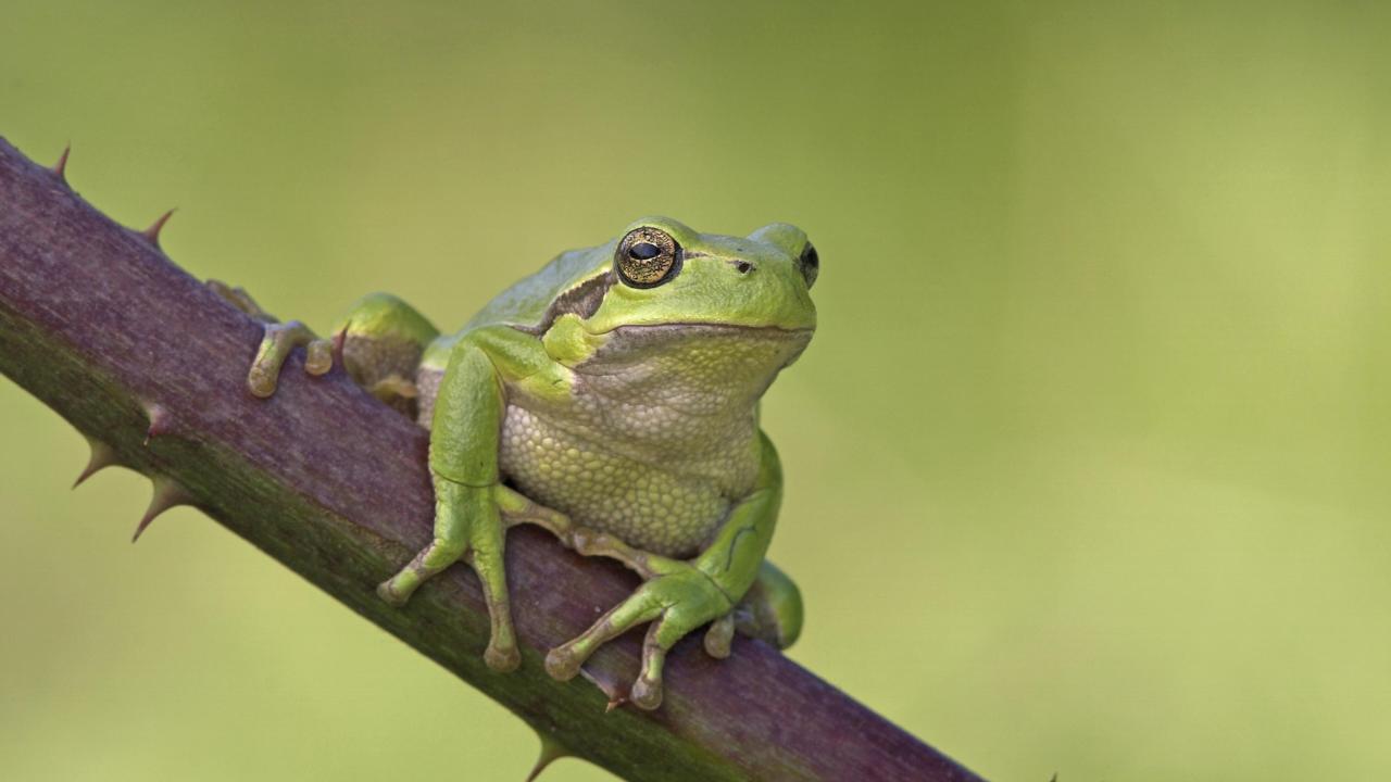 Europese Boomkikker (Hyla arborea) - Jelger Herder