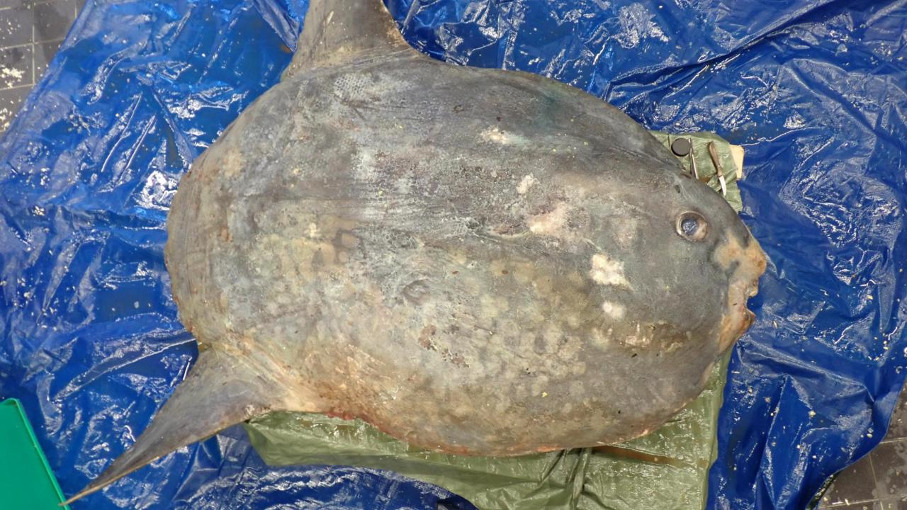 Naturalis' Mola mola