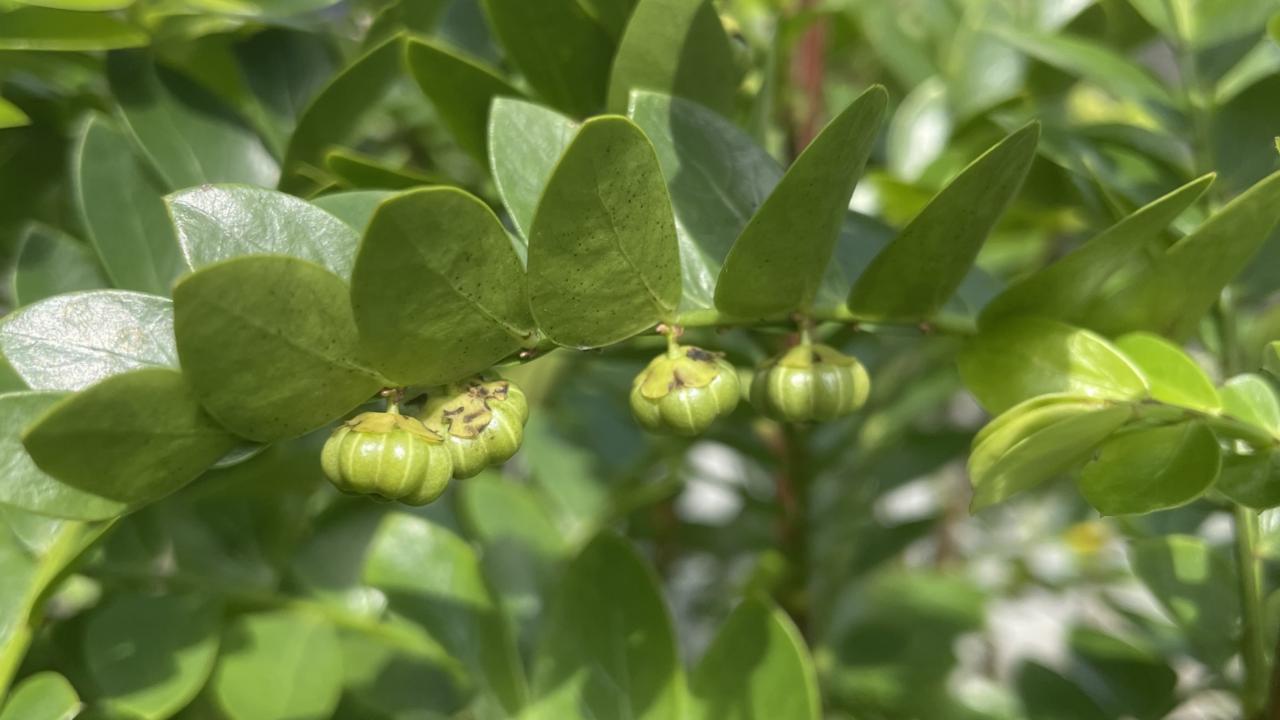 Phyllanthus met vruchten