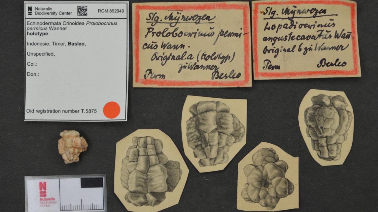 Type-exemplaar van een stuk zee-egel