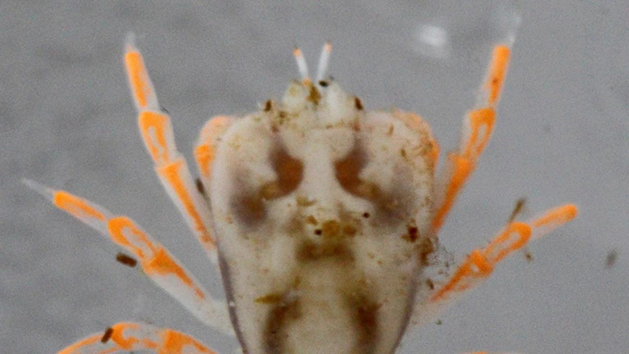 close up van de krab