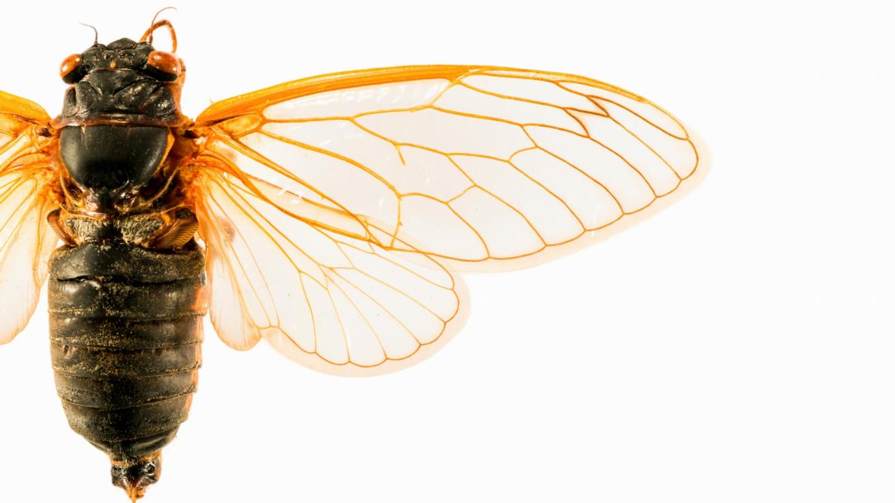 Cicadae detail