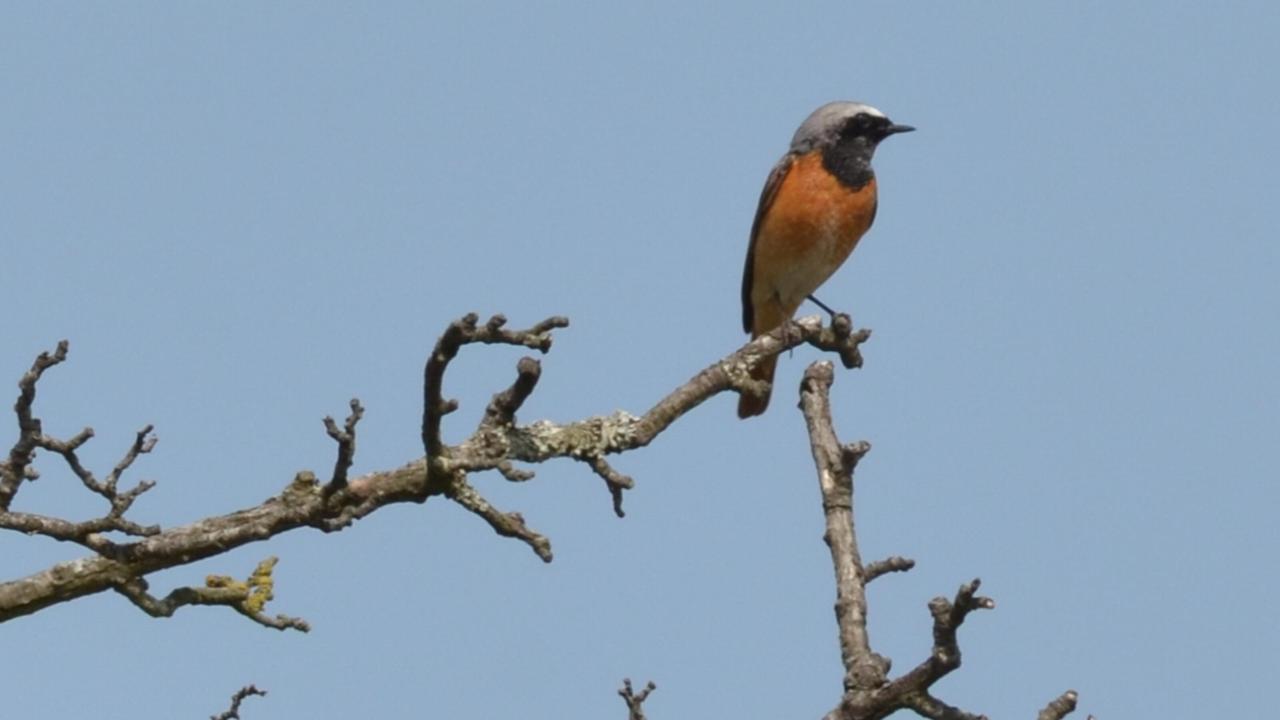 Gekraagde roodstaart