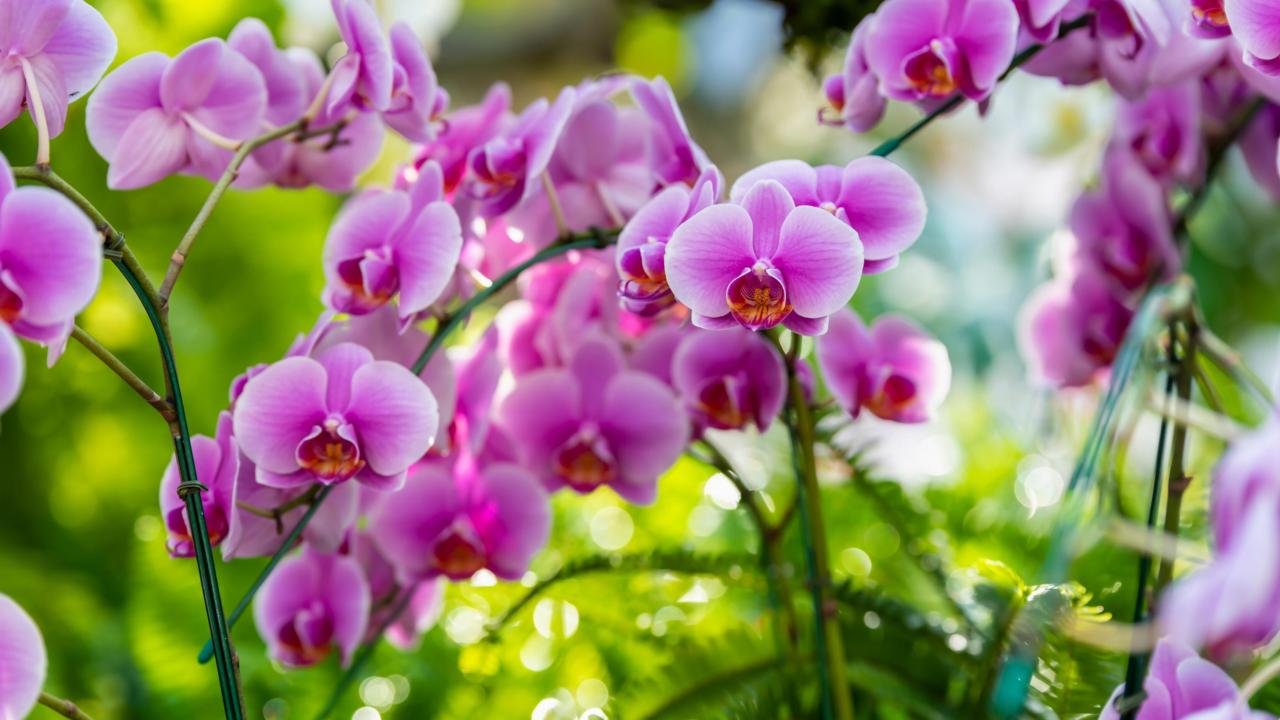 Purple orchids