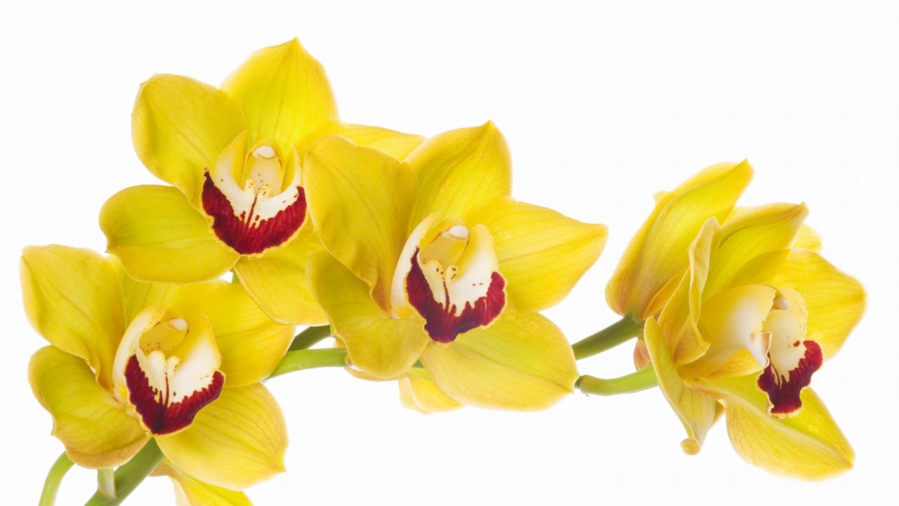 Yellow orchids