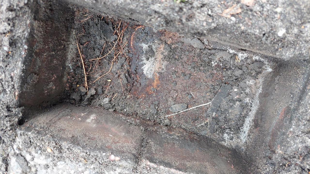 Mycelium under a street in Amsterdam