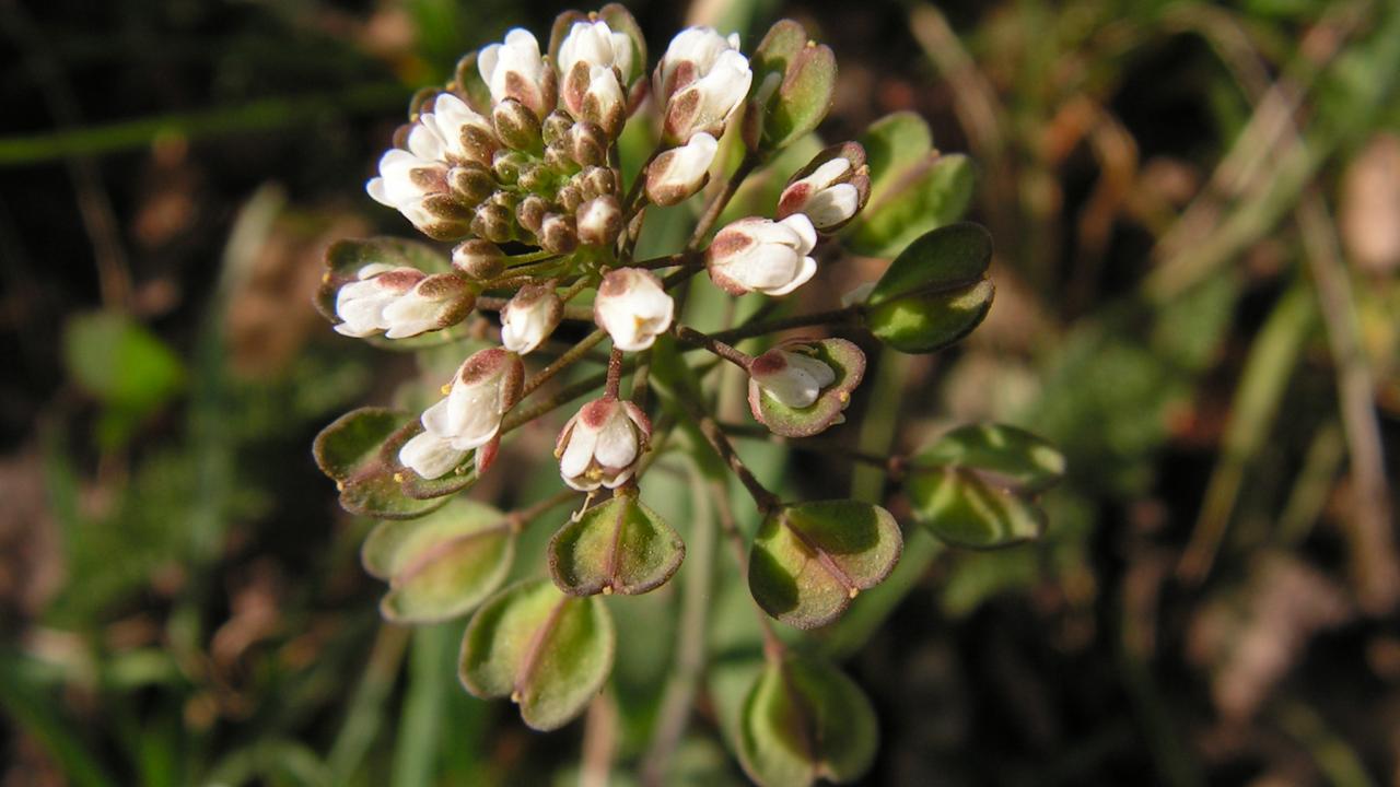 Thlaspi perfoliatum