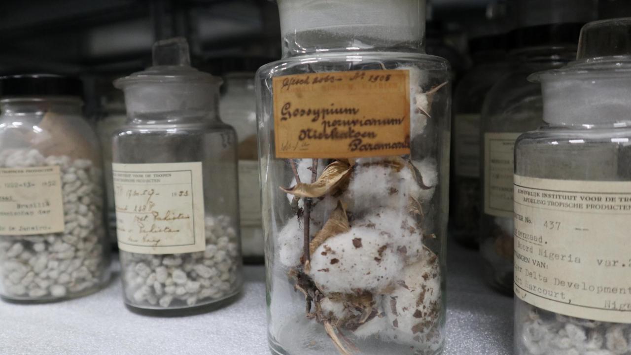 Kruidenpotten bij Economische Botanie