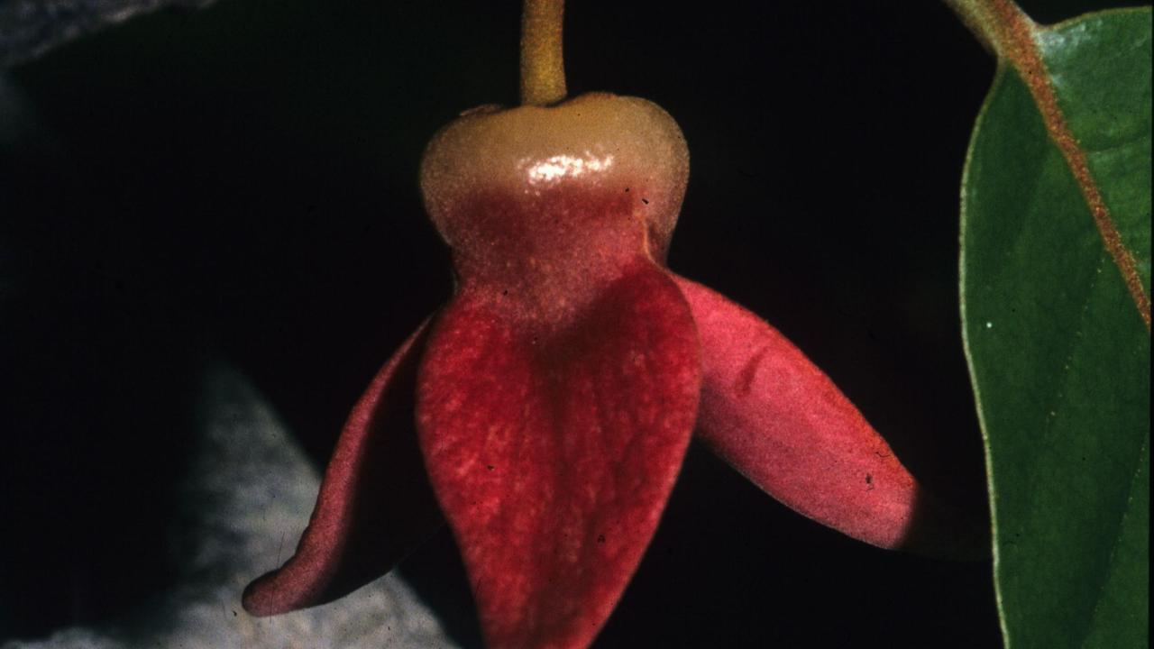 Picture of the Annona haematantha