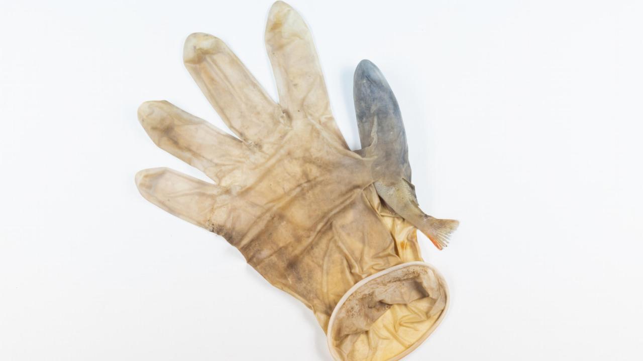 Perch entrapped in glove