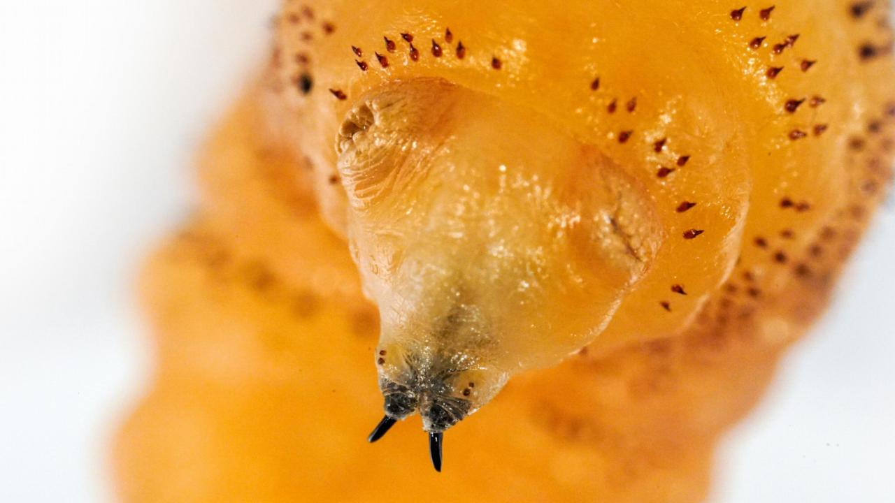 Een foto van larf Kwak