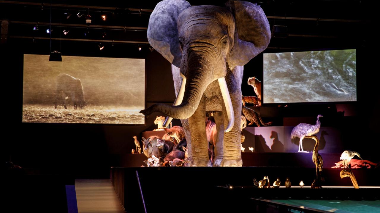 Zaal leven met olifant