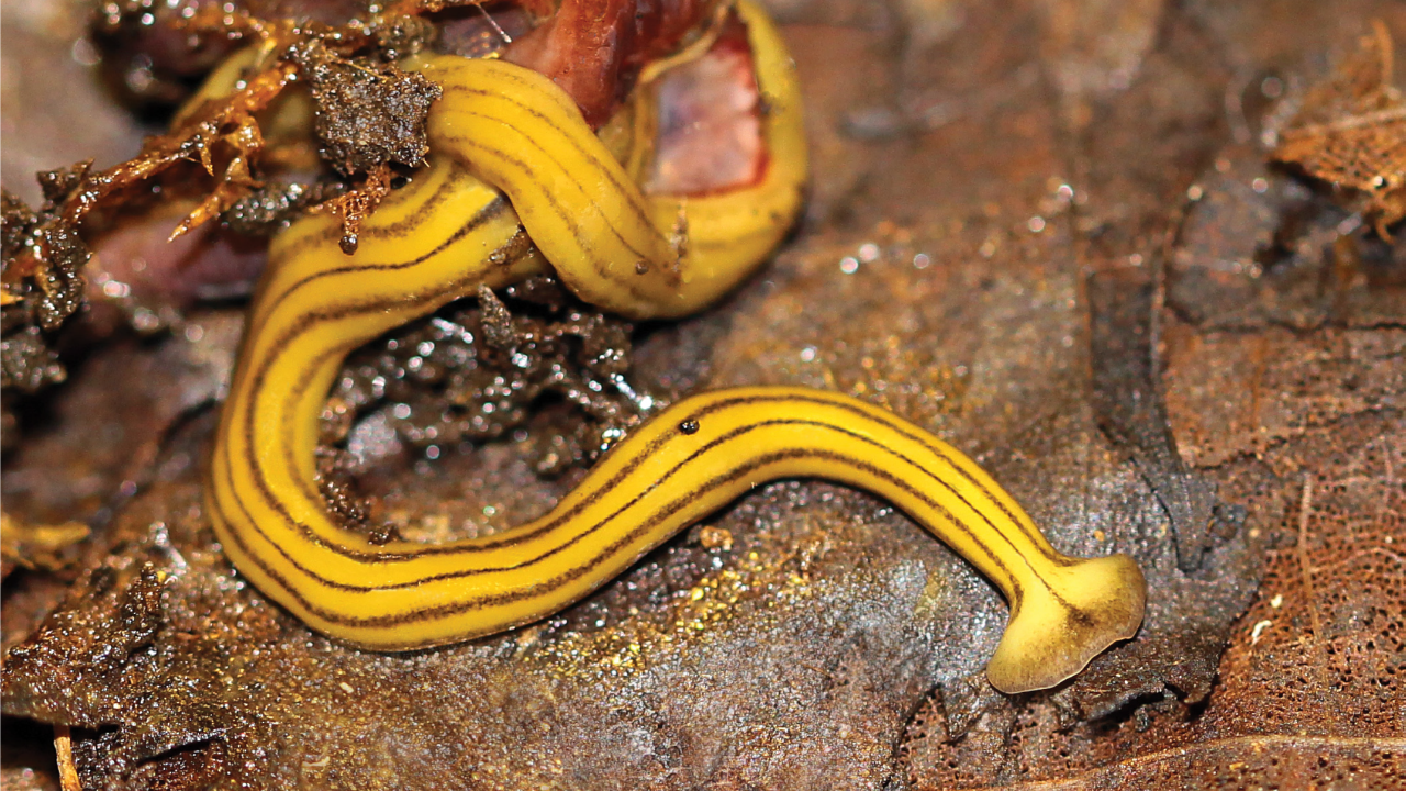Flatworm_2