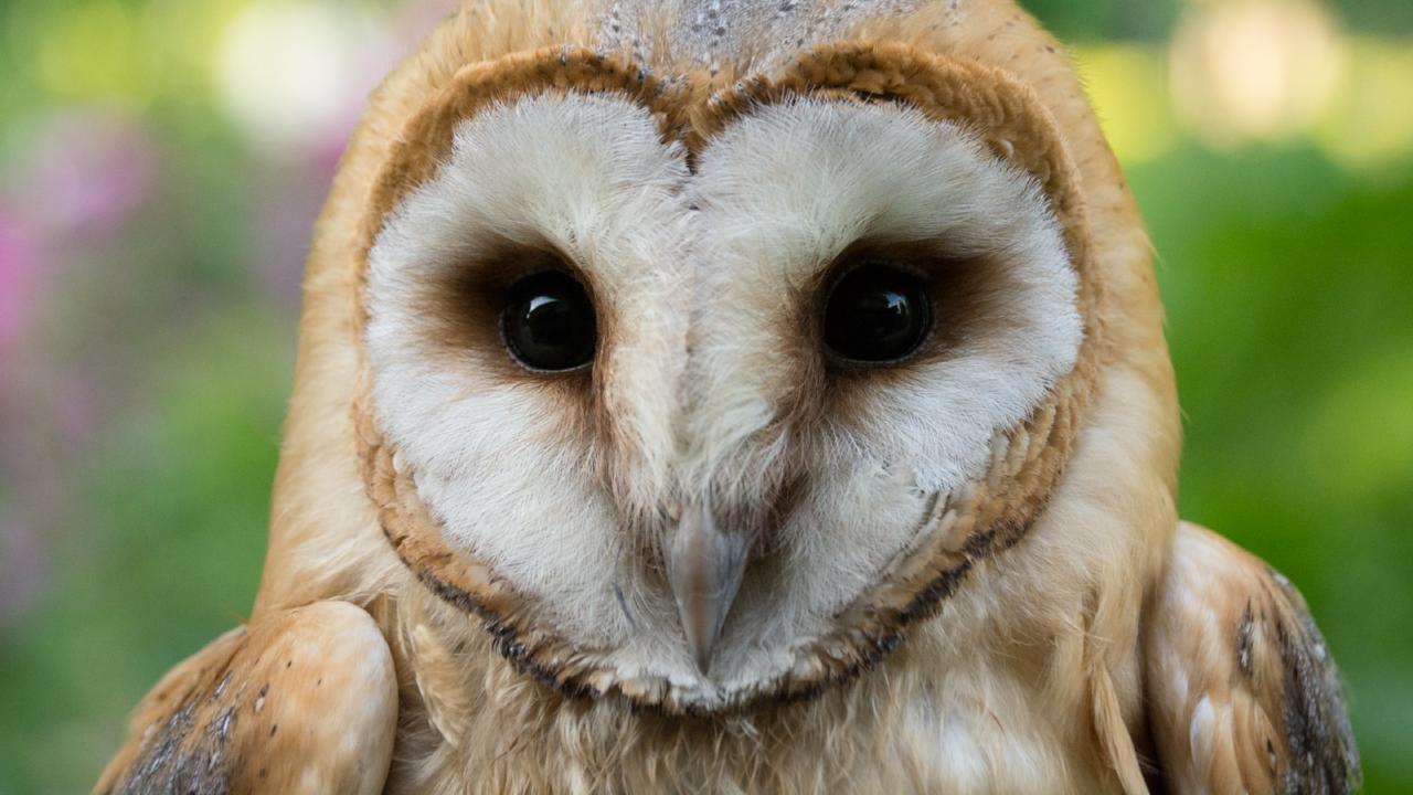 Barn owl credit: Jasja Dekker