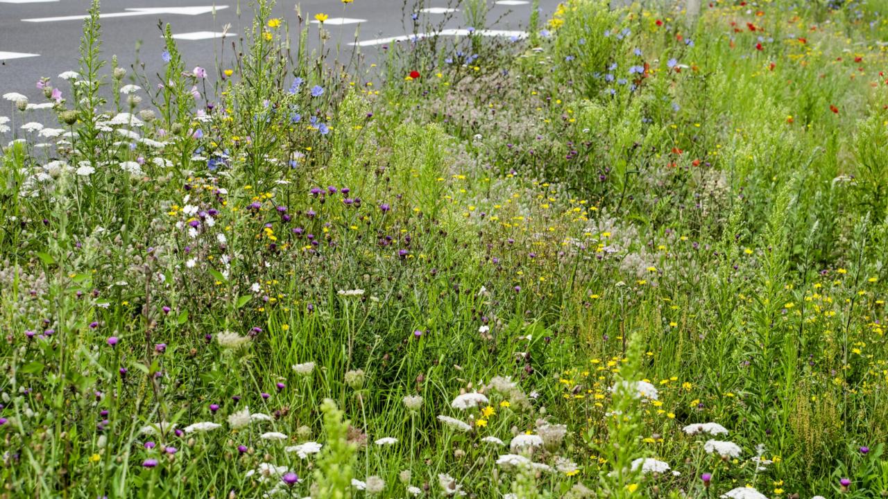 Kruidenrijke berm in Zwolle, credit: Frans Willem Blok
