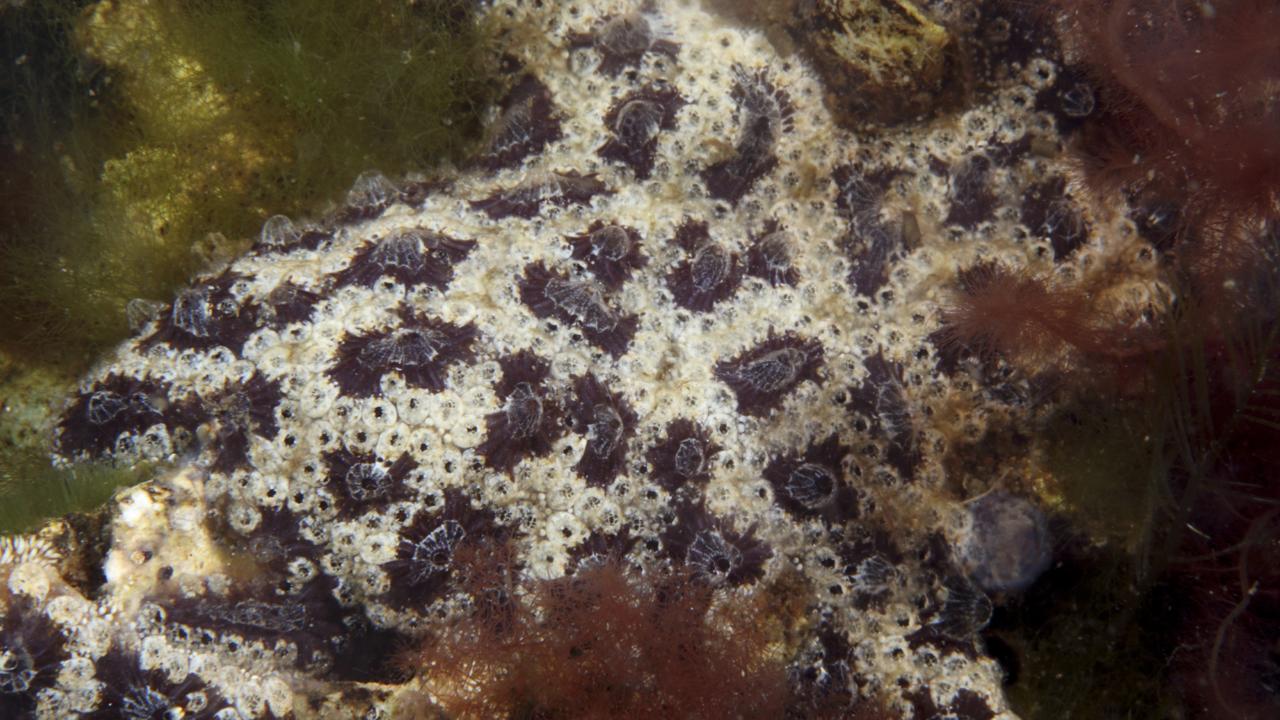 Paarse geleikors foto Peter van Bragt