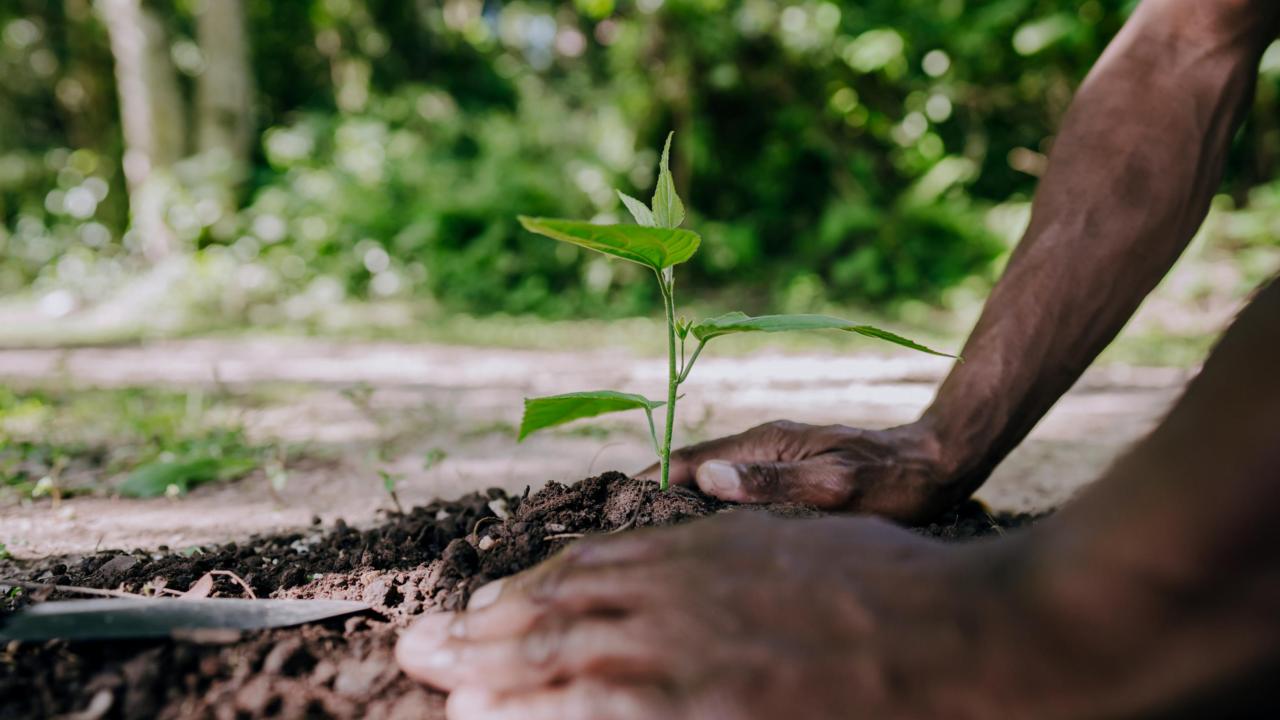 tuinierende persoon plaatst een plan in tuin 