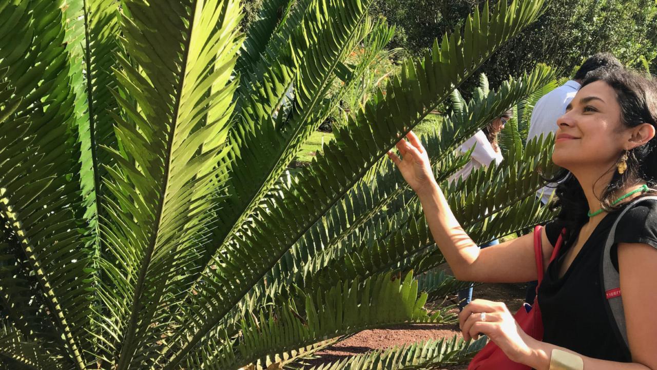 Dioon in een botanische tuin