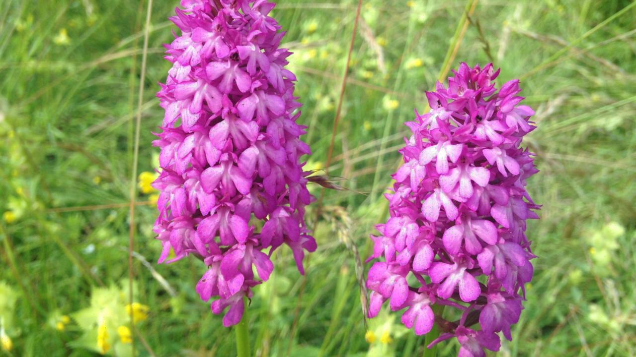 Dutch orchids