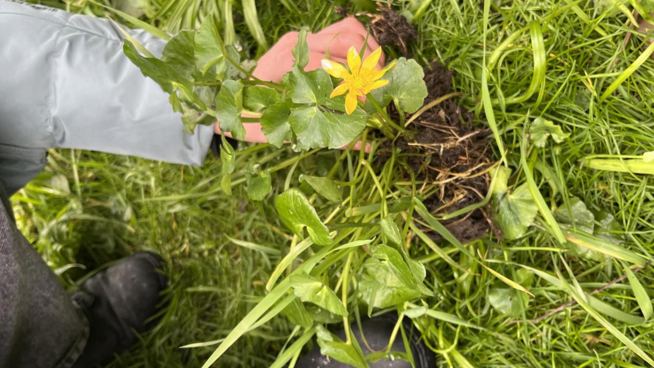 Verzamelen van Speenkruid