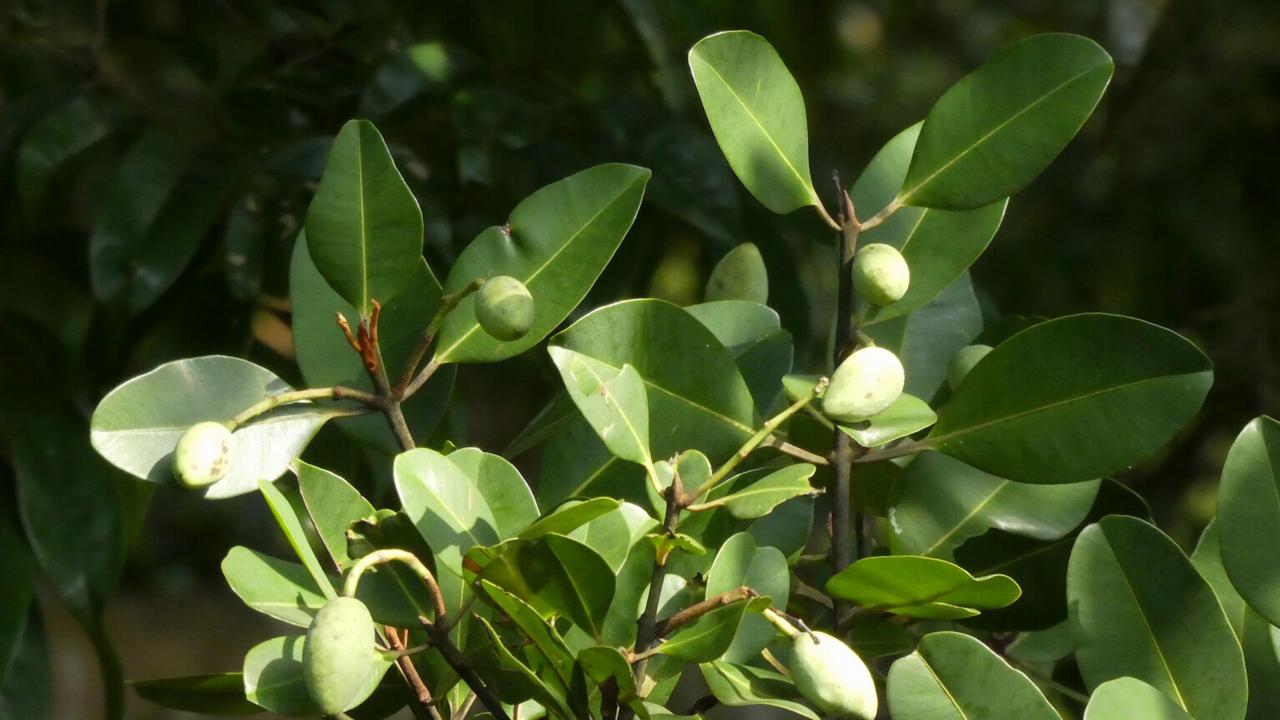 Picture of Calophyllum ferrugineum