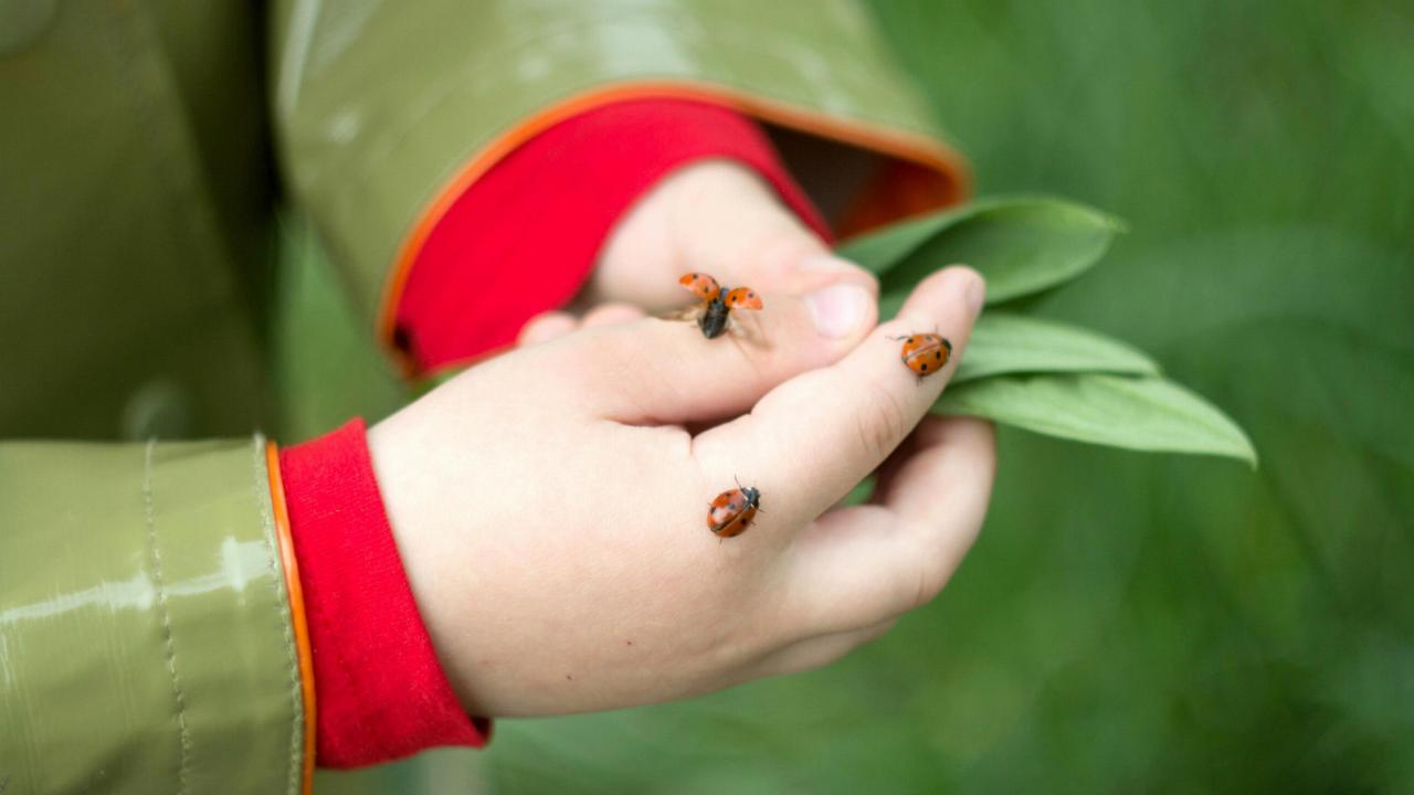 Kinderhandjes met lieveheersbeestjes erop