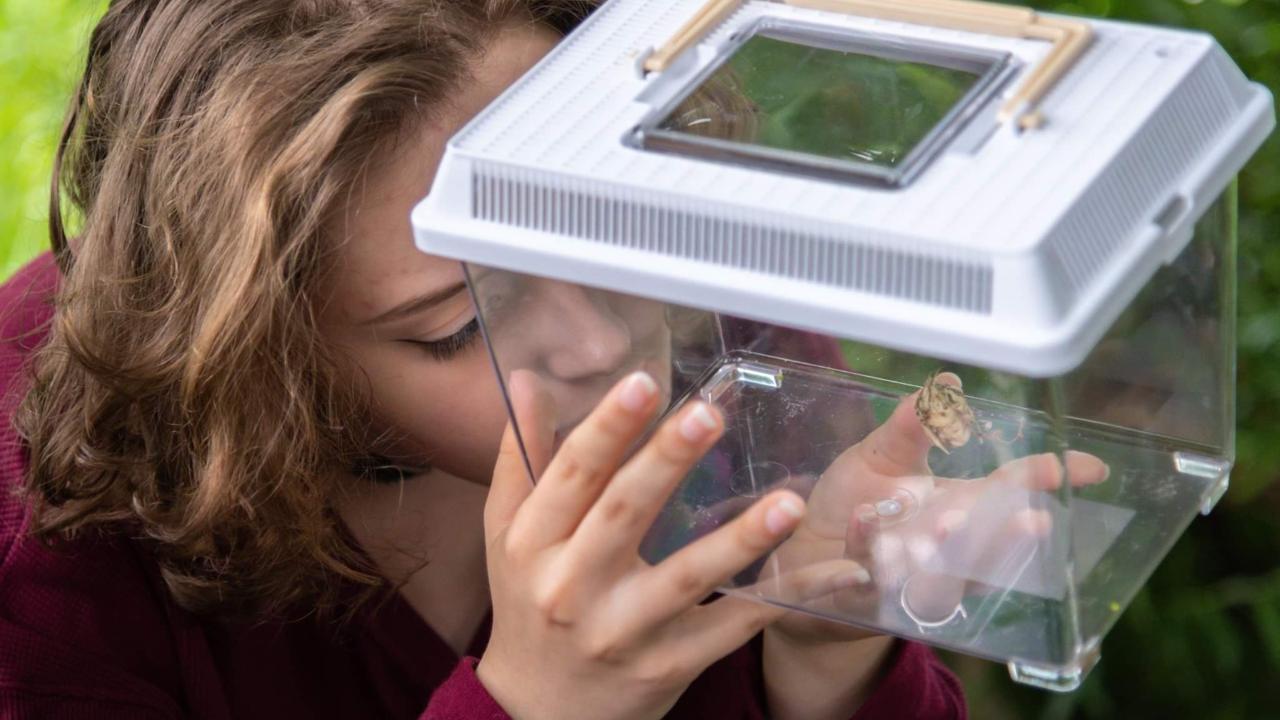 Onderzoek de kleine beestjes om ons heen