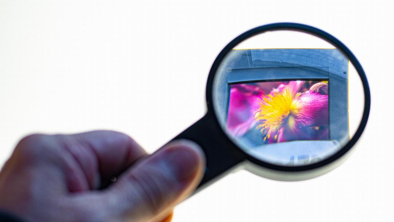 botanische dia onder vegrootglas