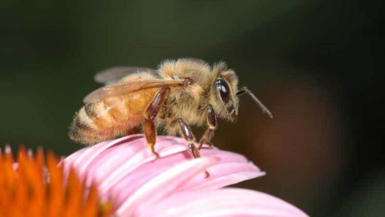 bee