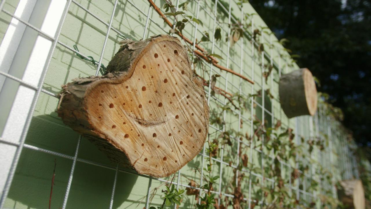 Detailshot van een boomstam die dient als insectenhotel. Credit: KPN
