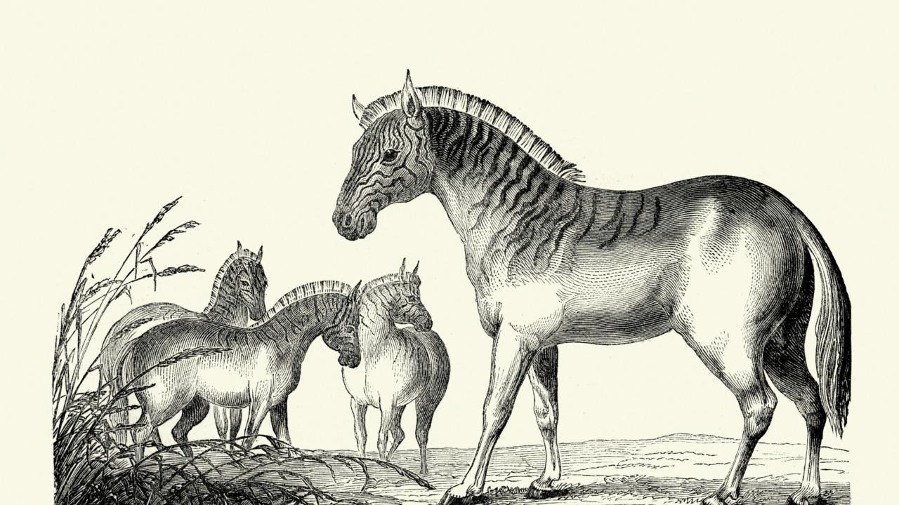 Illustratie van uitgestorven quagga 