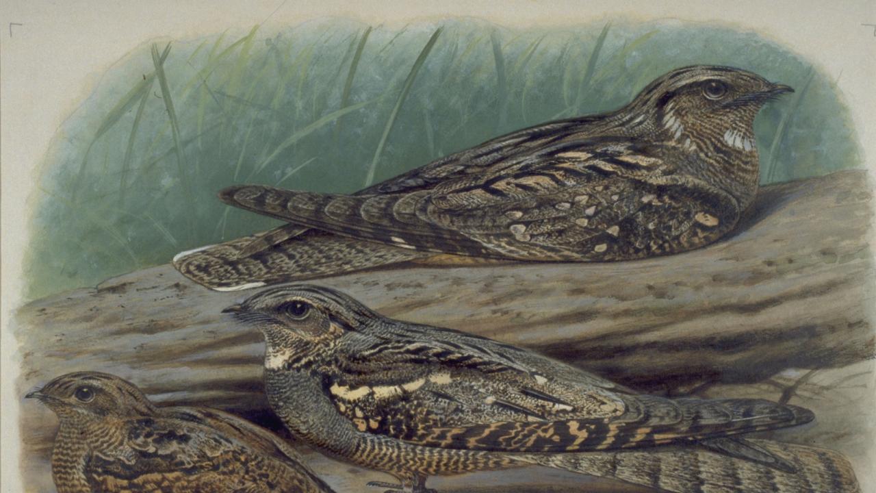 caprimulgus europaeu