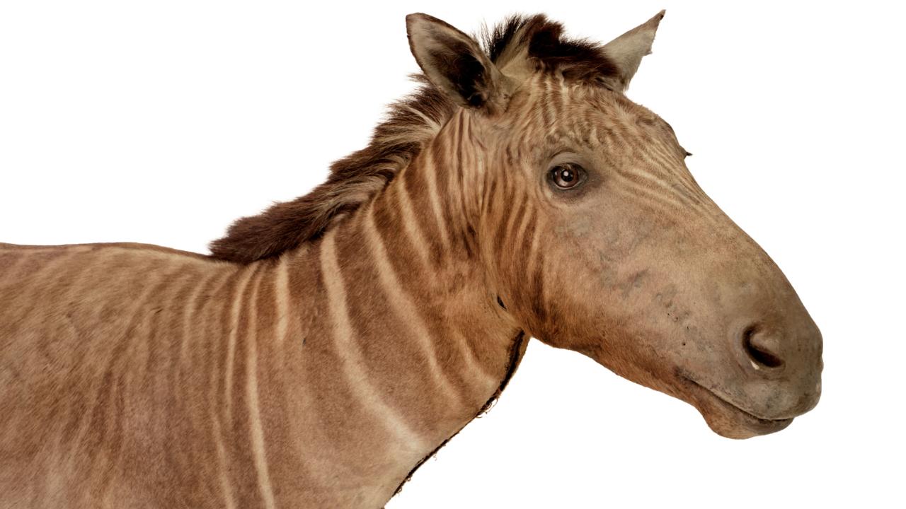 Quagga in de collectie