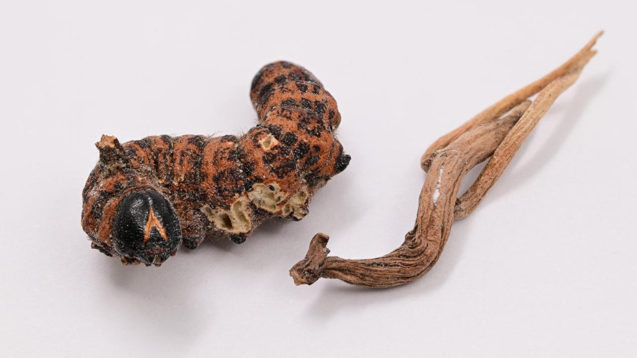 Cordyceps rups schimmel uit collectie
