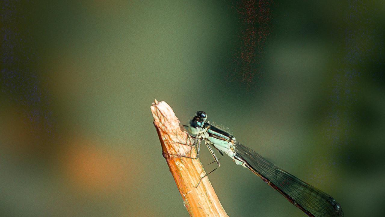 Lantaarntje op riet (credit: William Voorberg)