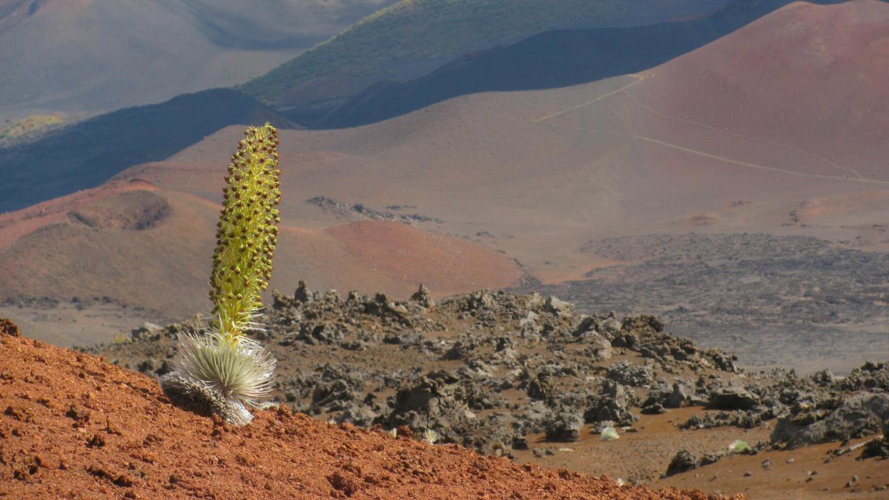 Hawaiiaanse zijdewaarden