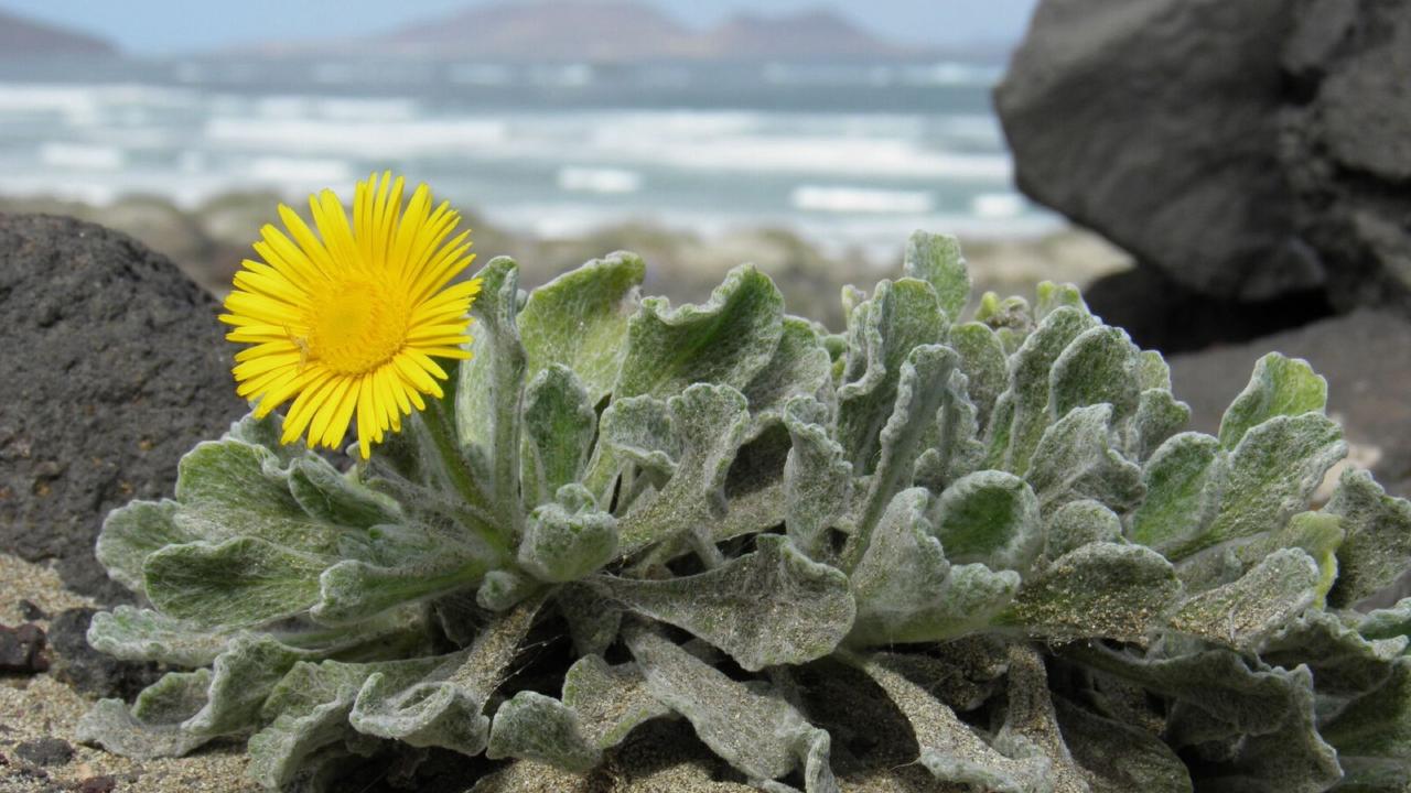 Pulicaria canariensis