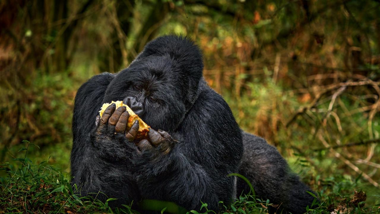Gorilla eet fruit