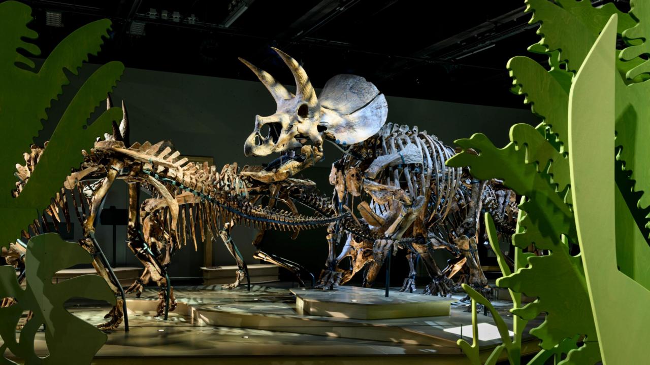 Triceratops: de kudde