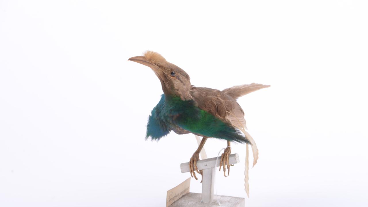 IJsvogel uit de collectie