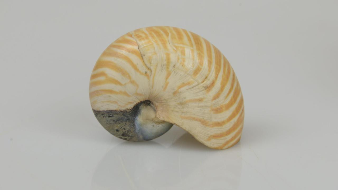 Nautilus