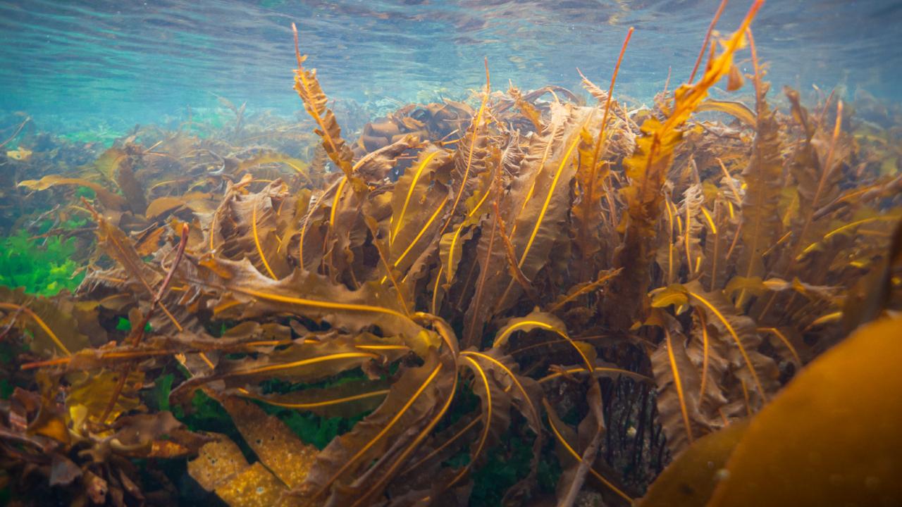 Kelp