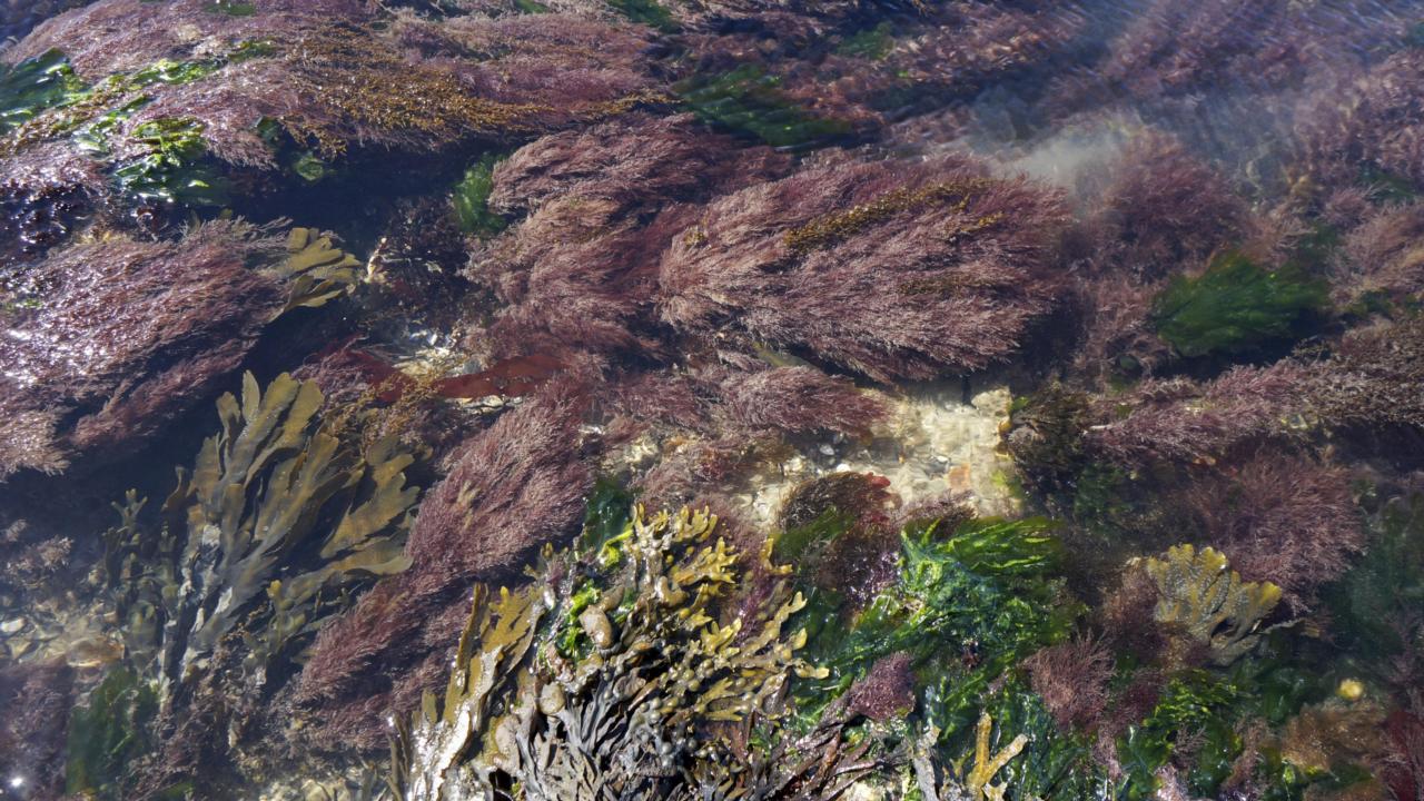 Nederlandse_diversiteit