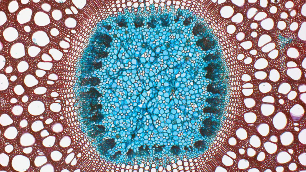 Wood under the microscope