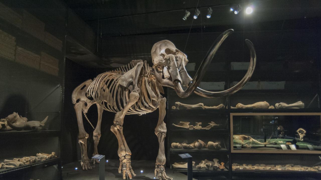Mammoet in de ijstijdzaal