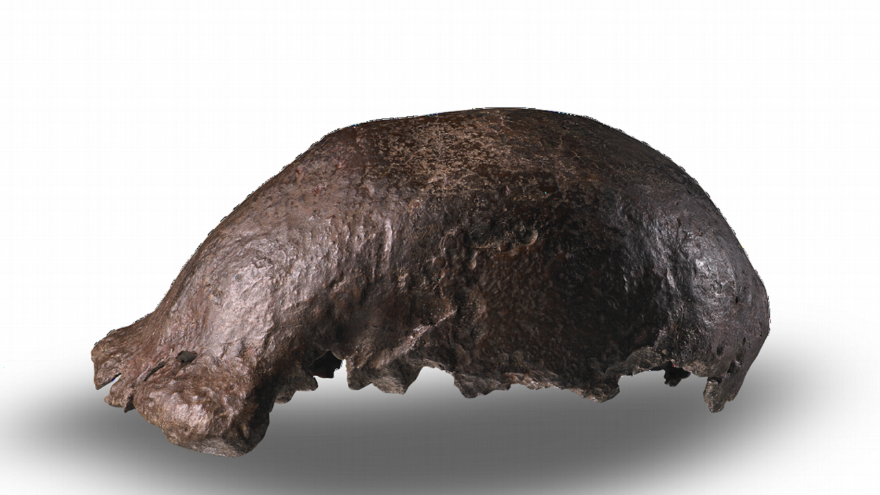 Schedelkapje Homo erectus