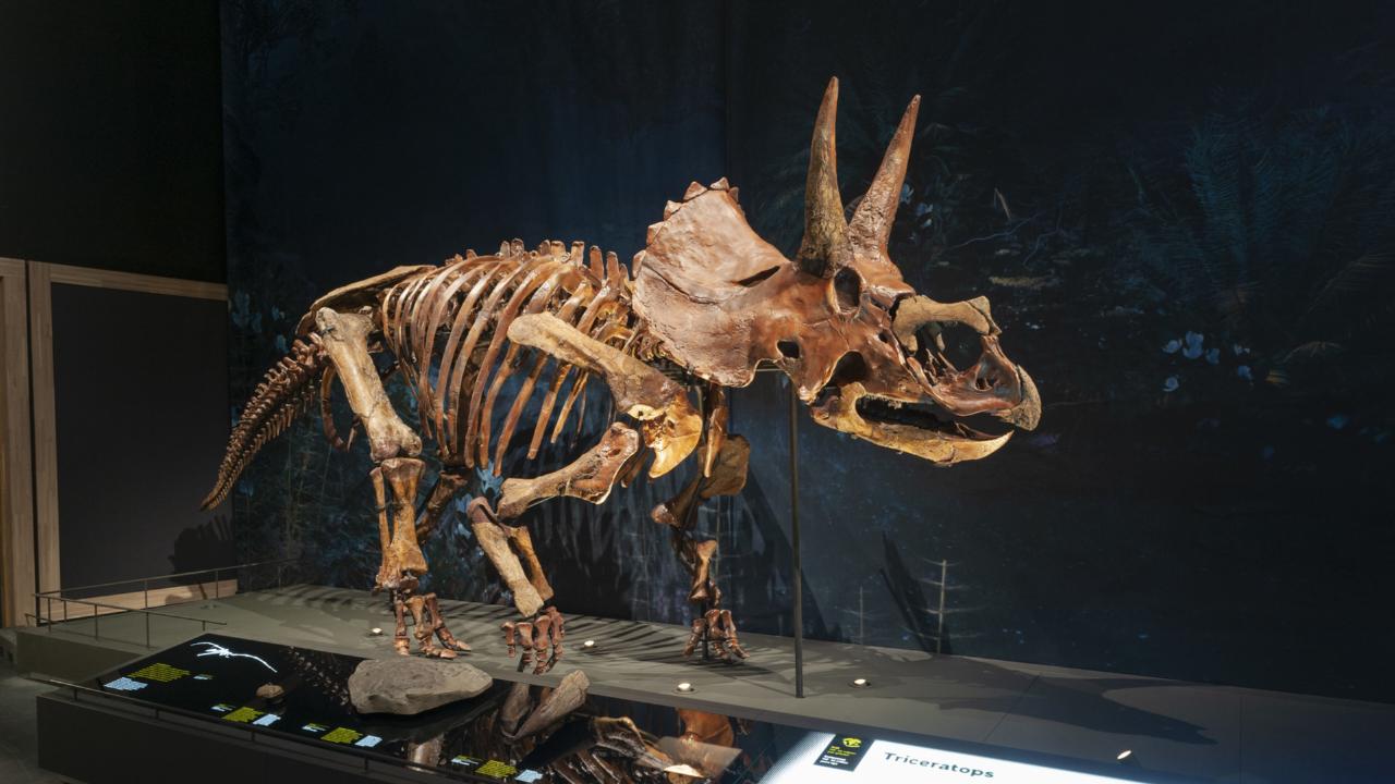Triceratops, Dirk