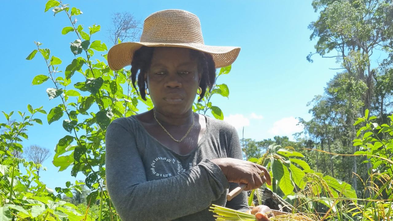 Anne Huur tijdens het oogsten
