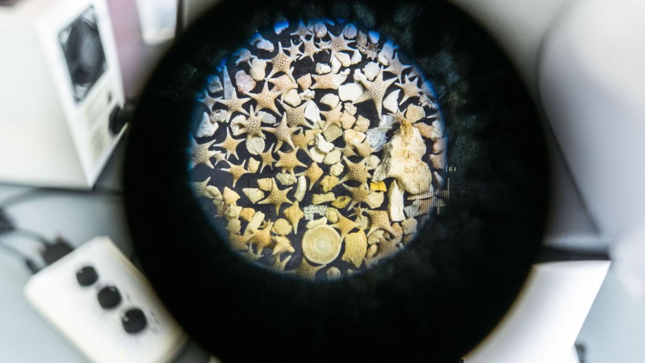 Foraminiferen onder de microscoop