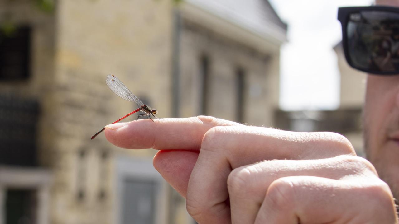waterjuffer op vinger